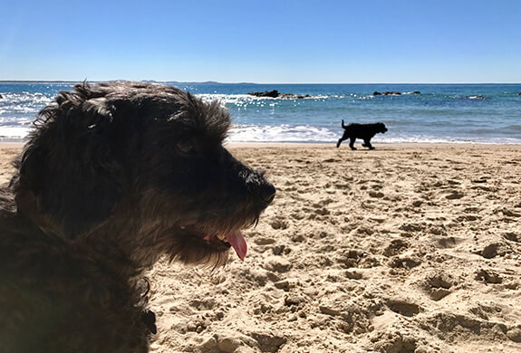 Dogs on the beach