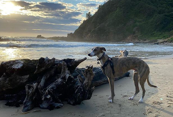 Dog on the beach